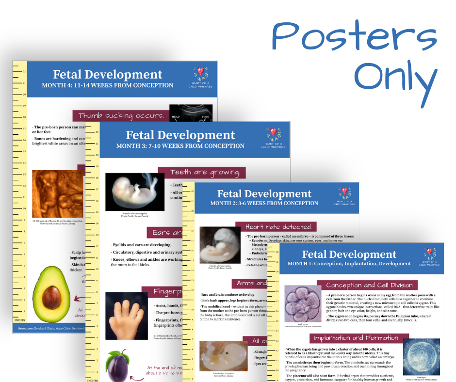 Journey Within Fetal Development Program – Posters Only – $275