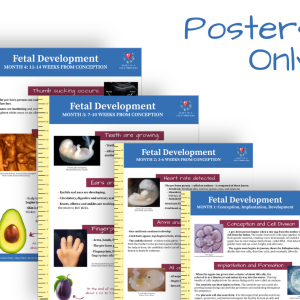 Fetal Development Posters